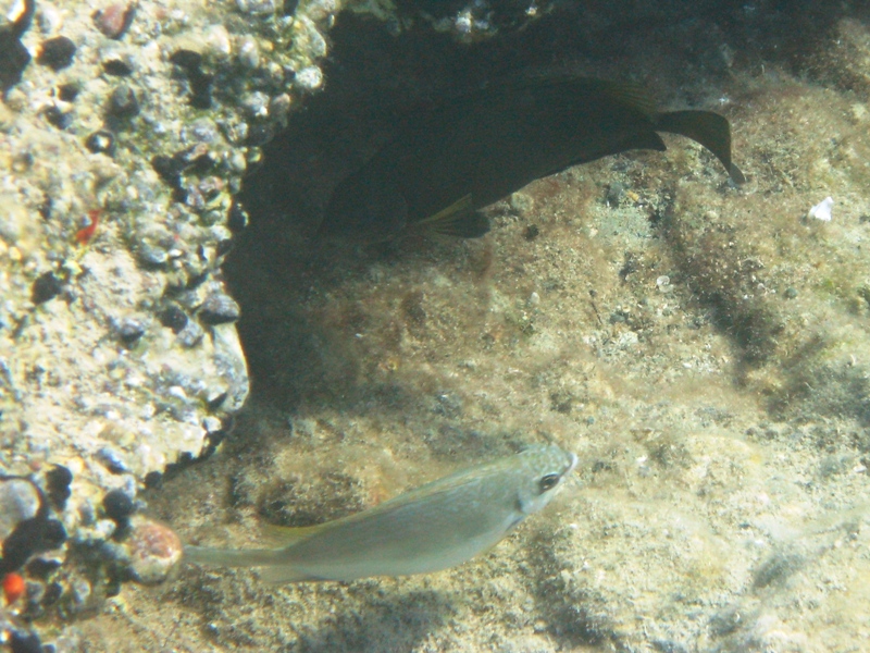 Siganus luridus (Pesce coniglio) - specie lessepsiana